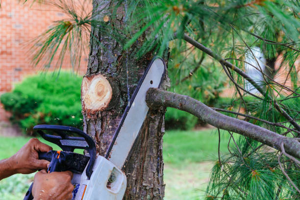 How Our Tree Care Process Works  in Port Richey, FL